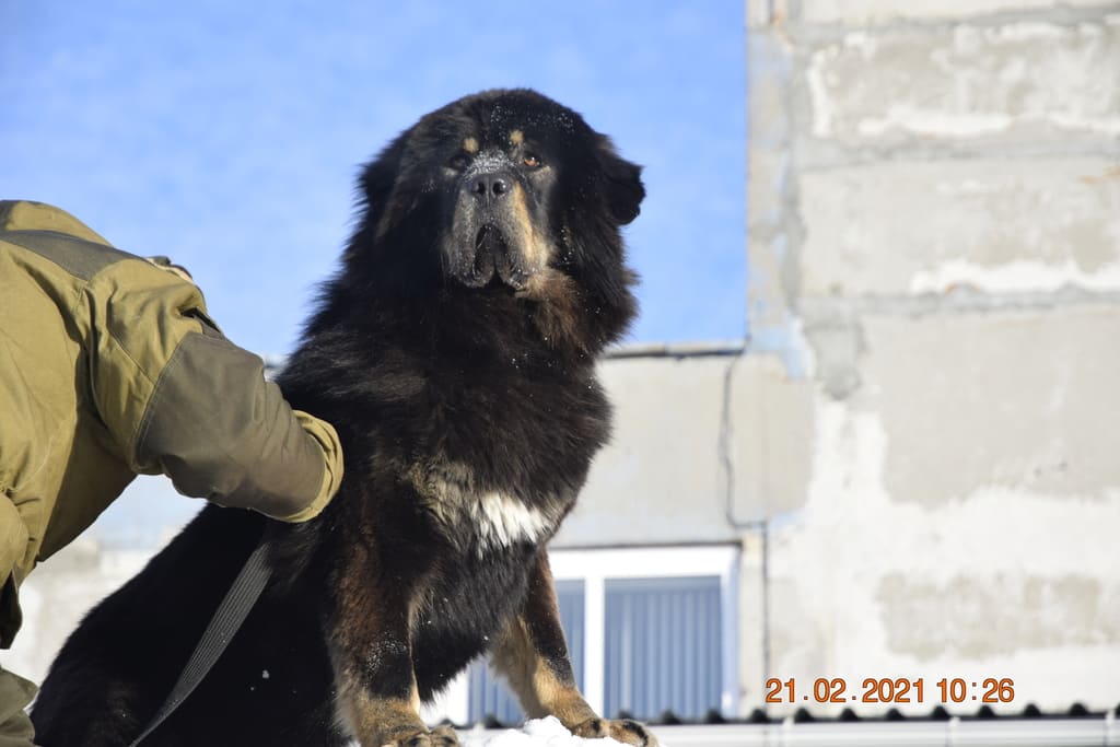 Тибетский мастиф Лёпа